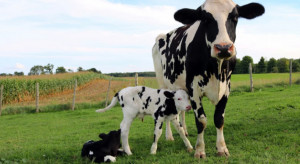 Wydadzą miliony dolarów, żeby krowy wydzielały mniej metanu